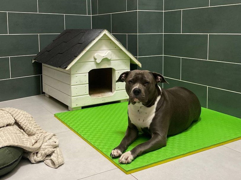 Happy dogs playing at pet hotel